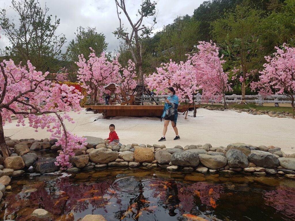 벚꽃과 닮은 분홍색 꽃나무들이 만개한 정원 풍경. 돌과 나무로 둘러싸인 작은 연못에는 주황색 잉어들이 헤엄치고 있으며, 한 여성과 어린아이가 주변을 걷고 있다.
