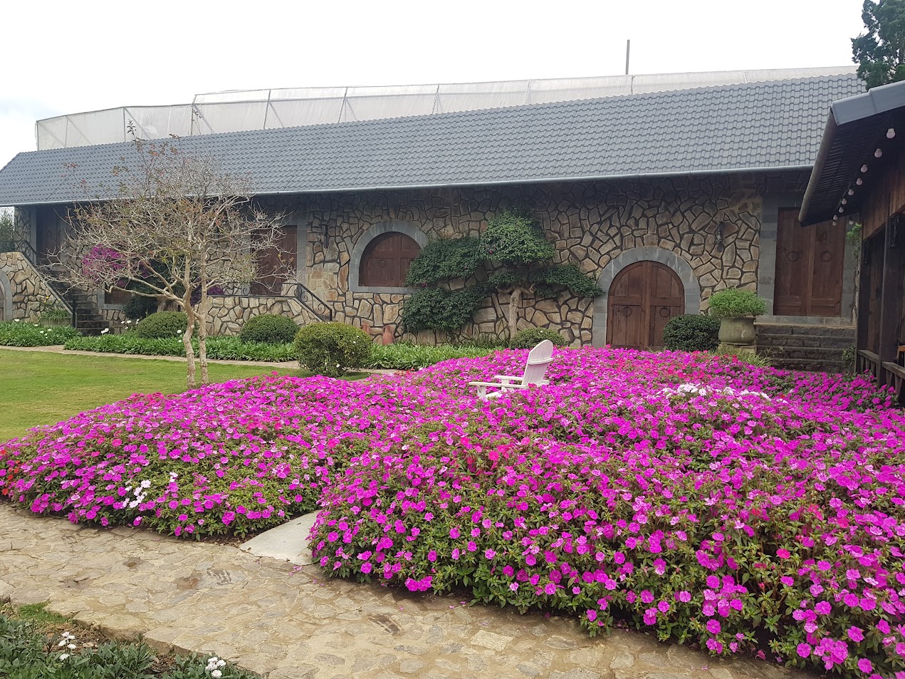 색 지붕과 돌담으로 지어진 건물의 앞뜰이 온통 선명한 자홍색 꽃으로 가득 채워져 있습니다. 꽃밭 중앙에는 흰색 1인용 야외 의자가 놓여 있고, 주변에는 잘 다듬어진 잔디밭과 돌로 포장된 길이 있습니다. 건물 외벽에는 아치형 창문과 나무 문이 보이며, 양쪽으로 건물에 오르는 돌 계단이 있습니다. (베트남 달랏의 식당 정원)