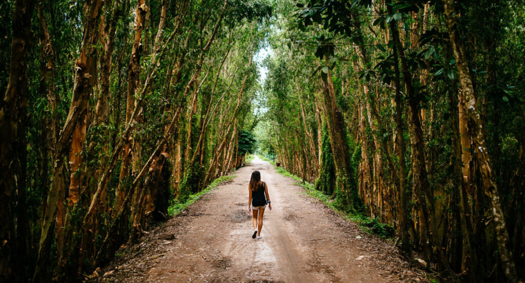 껀터 여행에서 메콩 델타의 우거진 숲길을 따라 걷는 한 여성의 뒷모습입니다. 껀터 싸게 가는 여행 중에도 자연 속에서 평화로운 산책을 즐길 수 있는 녹색 터널입니다.