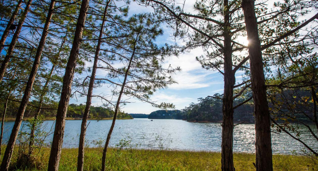 밝은 햇살 아래 소나무들 사이로 보이는 잔잔한 호수 풍경. 호숫가에는 풀밭과 수풀이 우거져 있으며, 하늘은 푸르고 구름이 약간 있습니다. (베트남 달랏의 호수 풍경)