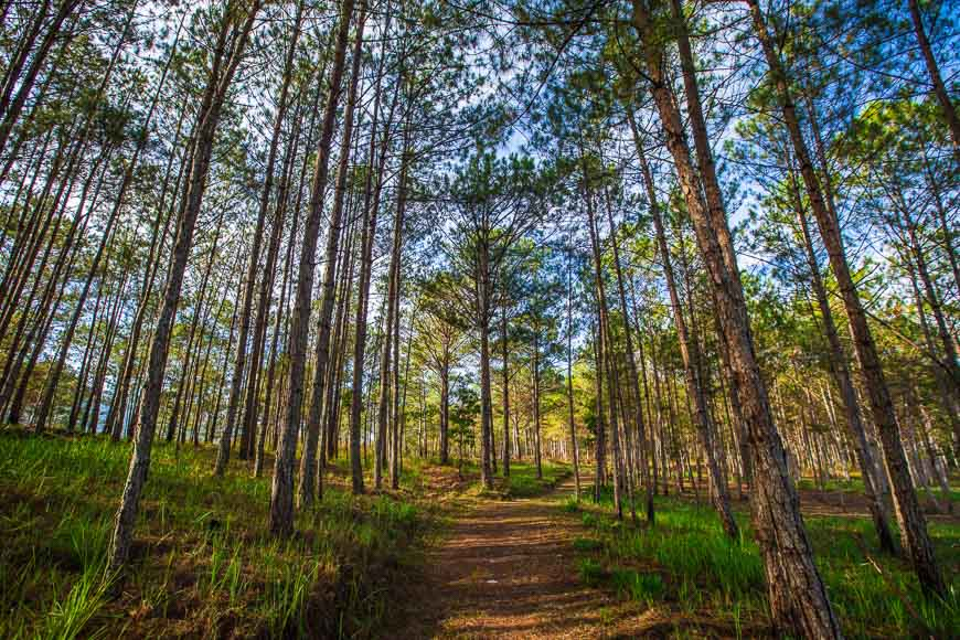 달랏 근교의 울창한 소나무 숲길. 위로 곧게 뻗은 소나무들 사이로 흙길이 이어져 있으며, 햇살이 숲을 비추고 있다.