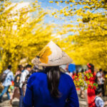 베트남 전통 모자인 '논라(Non La)'를 쓴 여성의 뒷모습. 논라에는 노란색 꽃 문양이 그려져 있으며, 여성은 파란색 아오자이 복장을 하고 있다. 배경은 노란색 꽃나무들(매화 또는 개나리)이 아치형 터널을 이루는 화려하고 따뜻한 분위기의 거리이며, 사람들이 북적이는 모습이다. (이런 베트남의 풍경은 나트랑 숙소에서 잠시 벗어나 전통 시장이나 관광지에서 경험할 수 있다.)