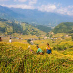 사파 여행에서 만나는 풍경, 수확 철을 맞은 황금빛 계단식 논에서 일하는 베트남 소수민족 사람들 .