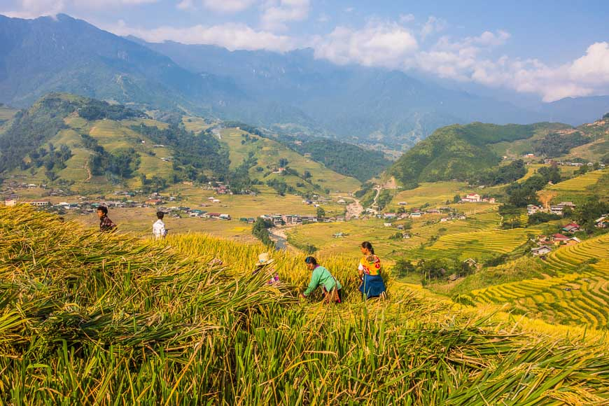 사파 여행에서 만나는 풍경, 수확 철을 맞은 황금빛 계단식 논에서 일하는 베트남 소수민족 사람들 .